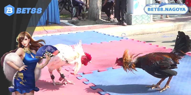 Đôi nét hấp dẫn về trực tiếp gà chọi C1