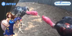 Trực Tiếp Gà Chọi C1 - Kênh Xem Chất Lượng Full HD